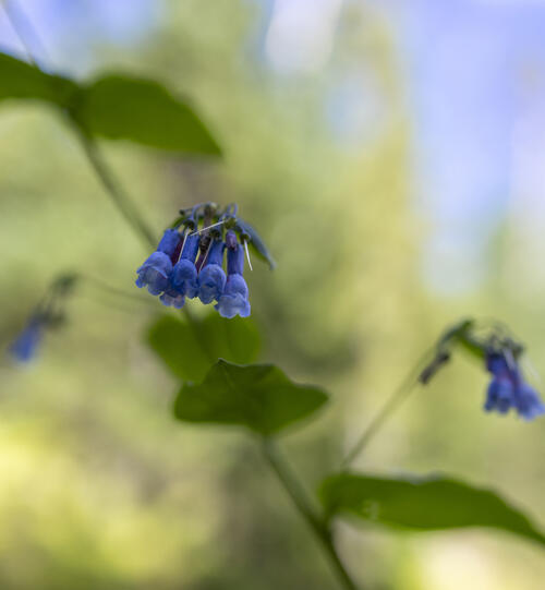 Last of the Wildflowers