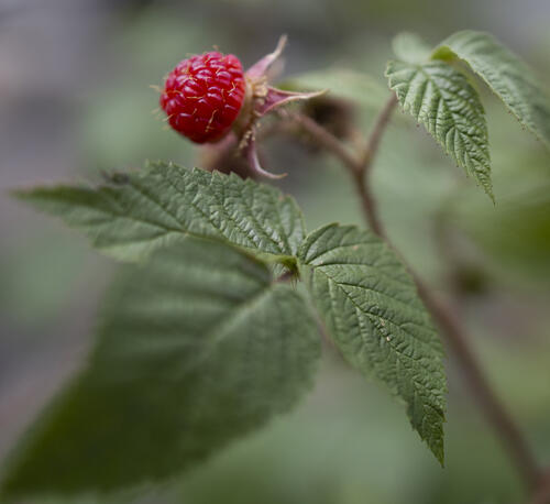 Wild Raspberries