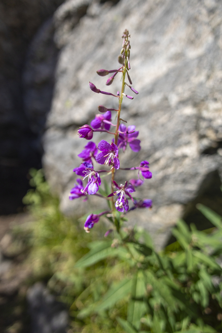 Fireweed