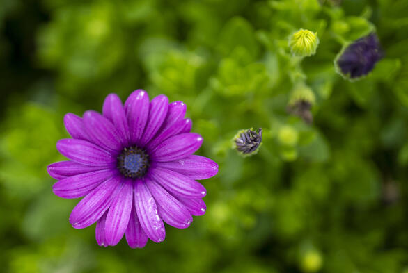 Violet African Daises