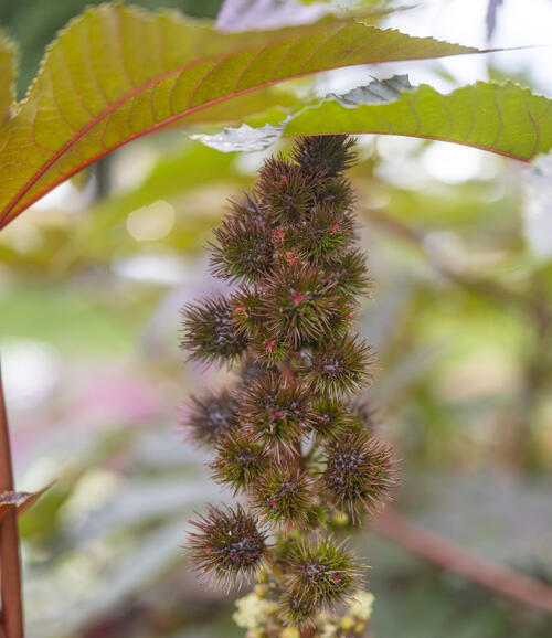 Castor Oil Bean