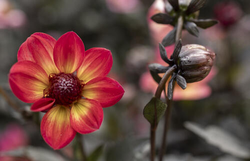 Dark Stemed Dahlias