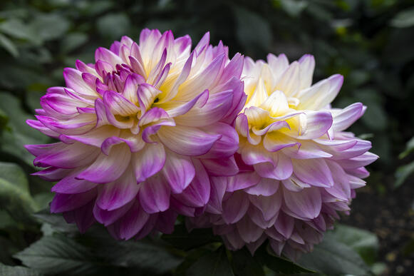 Bicolor Dahlia
