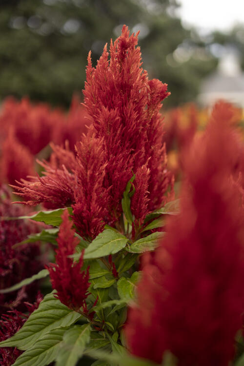 Red Celosia