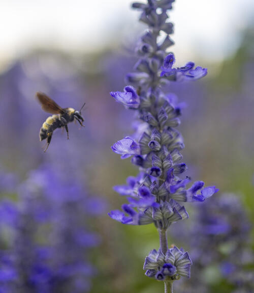 Landing
