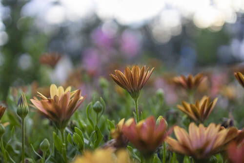 Background Bokeh