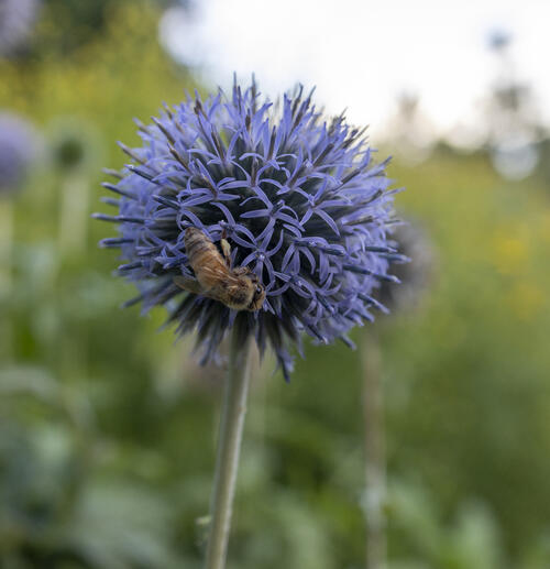 Purple Globe