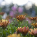Background Bokeh