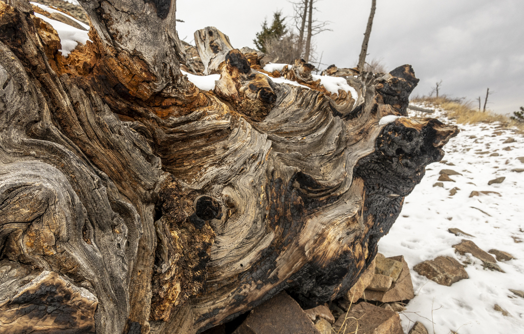 Cool Wood