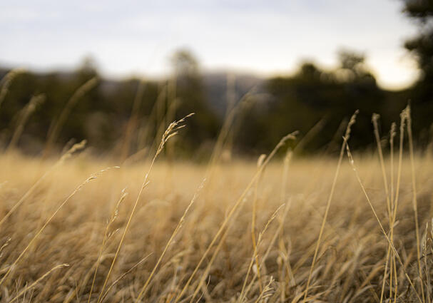 Golden Field