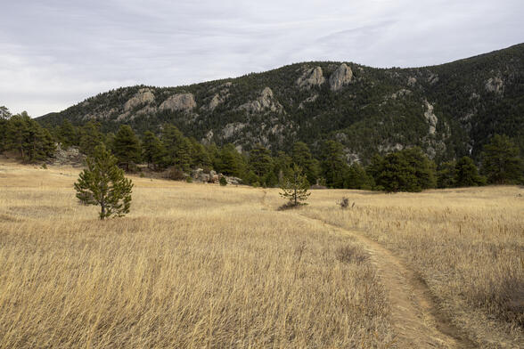 Meadow