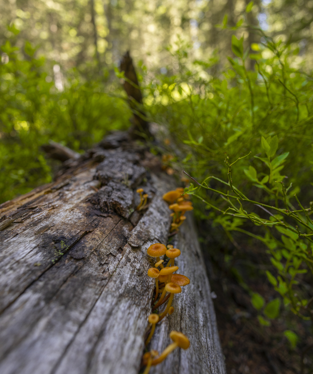 Fungus on the Wood