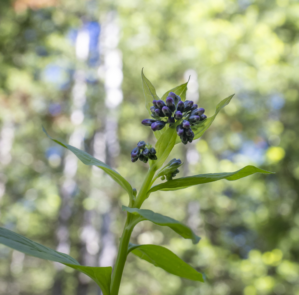 Budding Virginia Bluebells