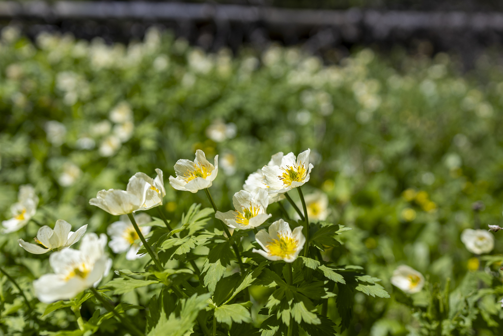 Dense Globeflowers