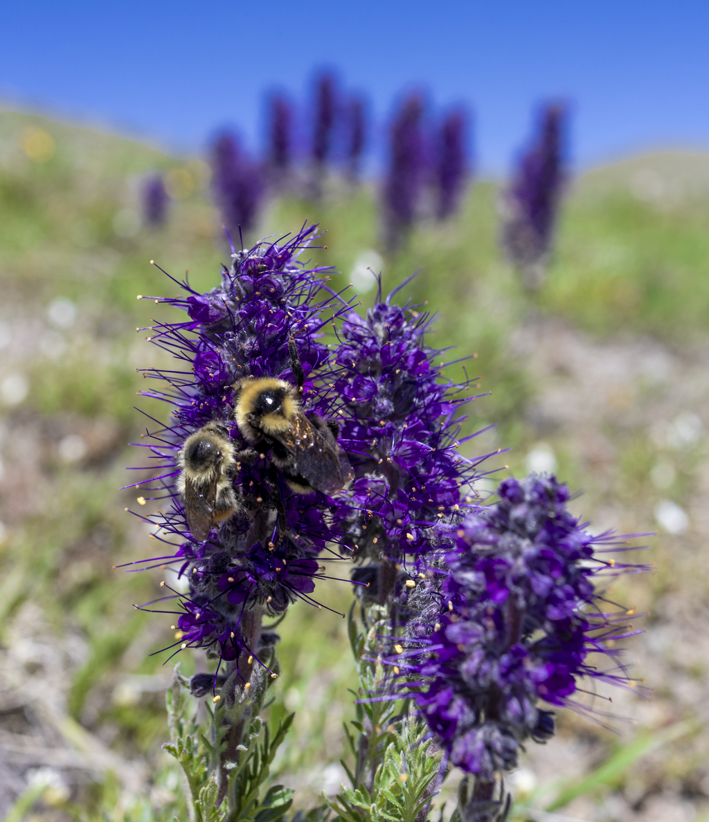 Pair of Bumblebees 