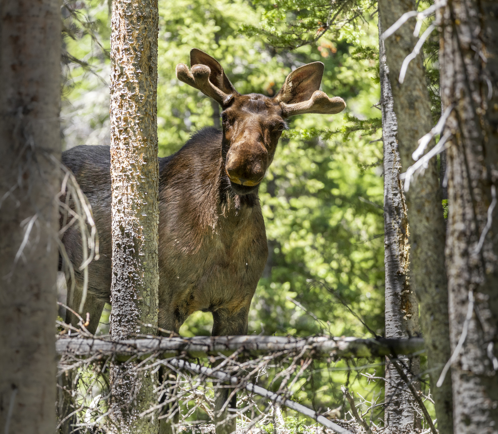 Moose!