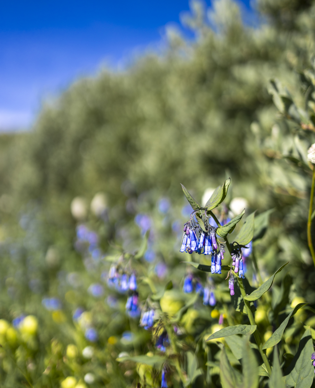Mountain Bluebells
