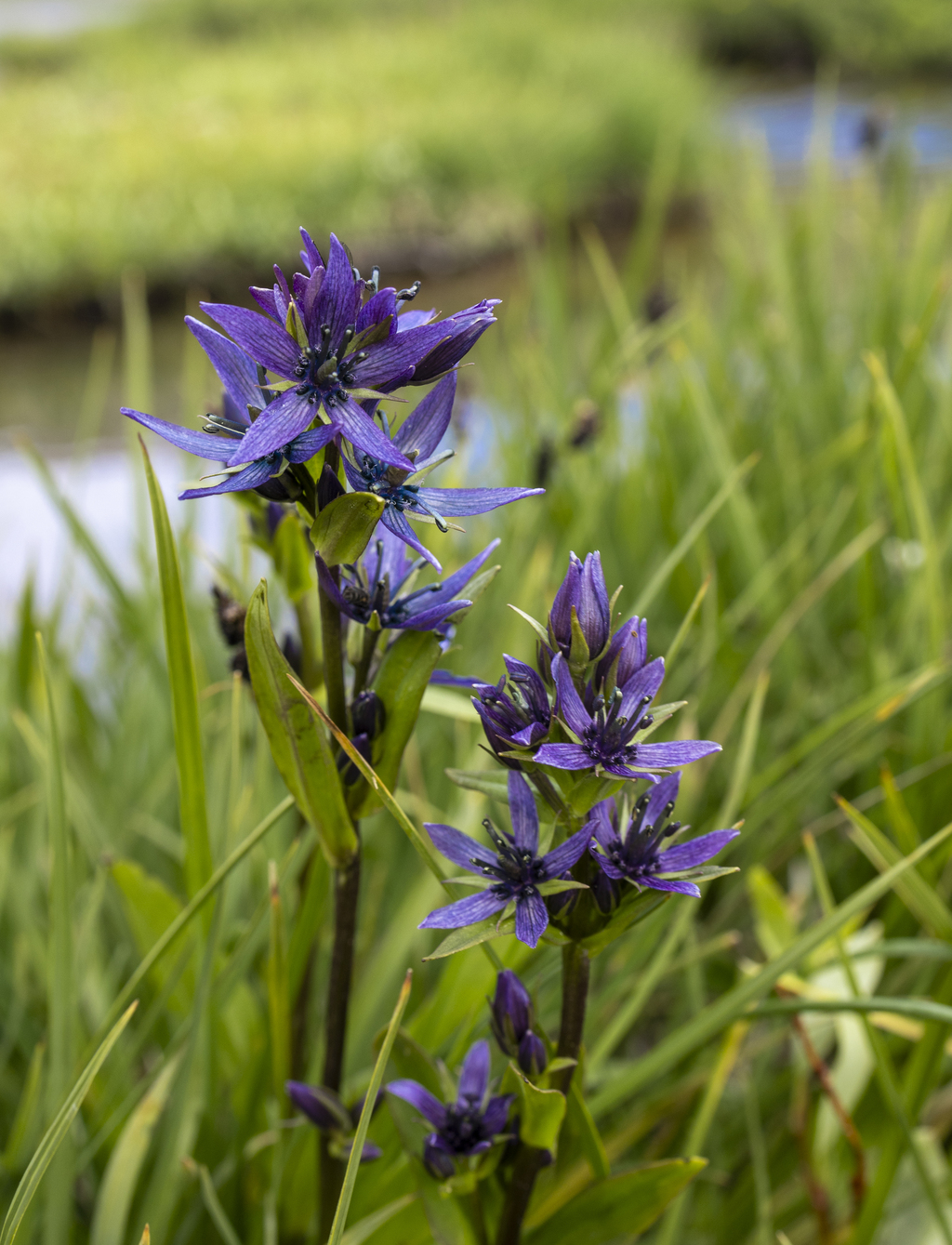 New Wildflower