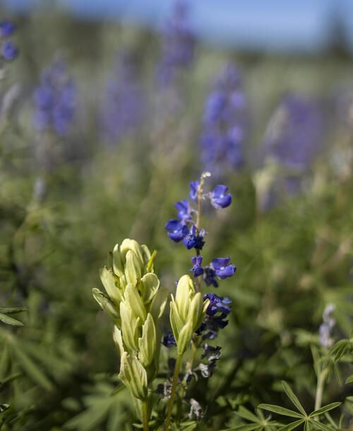 Lupine and Paintbrush