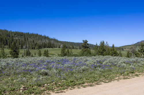 Filed of Lupine