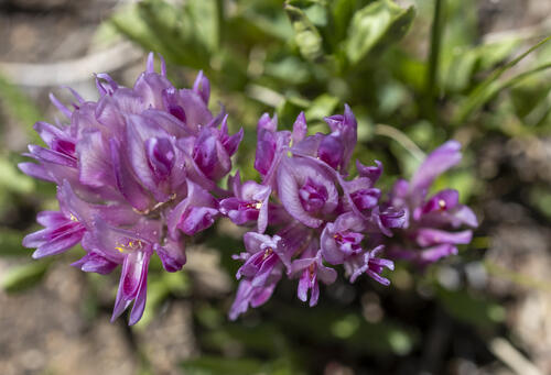 Alpine Clover