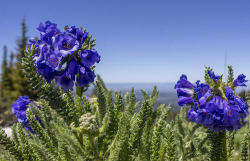 Sticky Polemonium