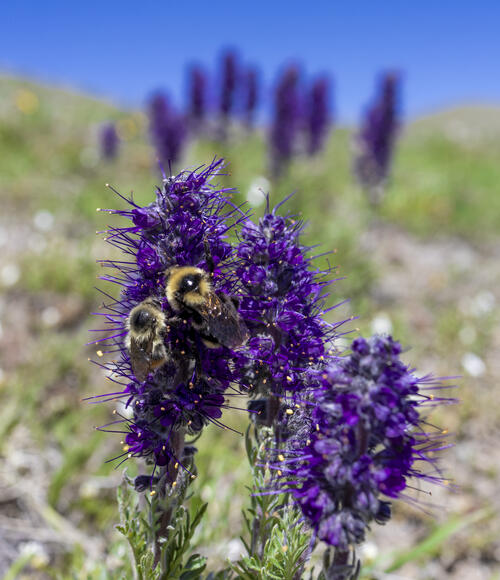 Pair of Bumblebees