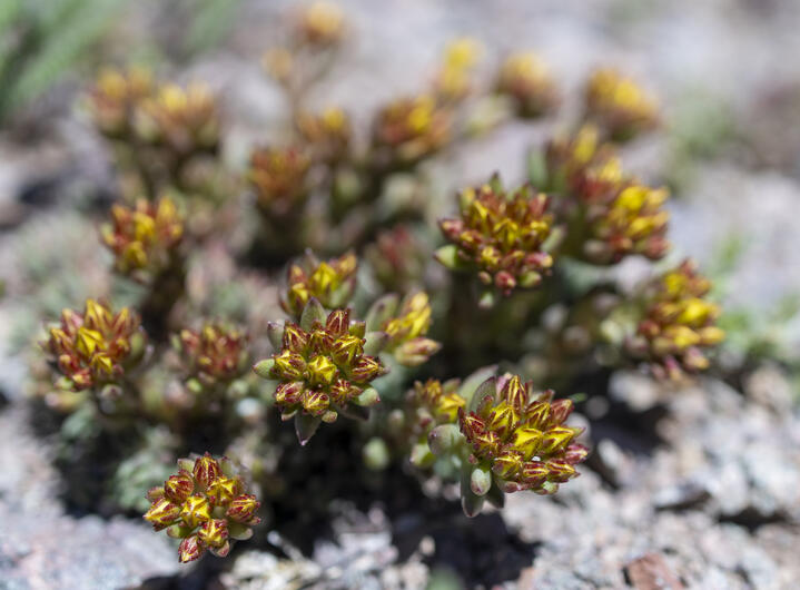 Spearleaf Stonecrop