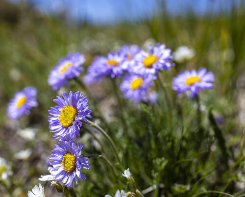 Wandering Fleabane