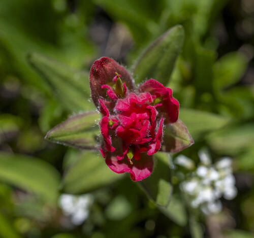 Red Paintbrush