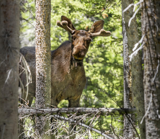 Moose!