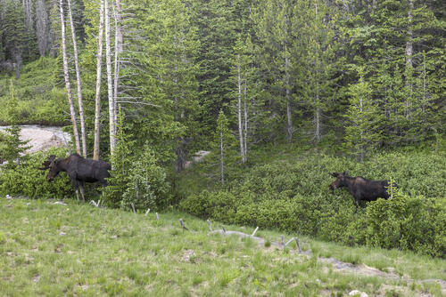 Two Moose