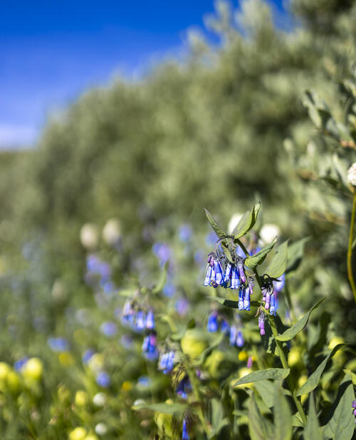 Mountain Bluebells