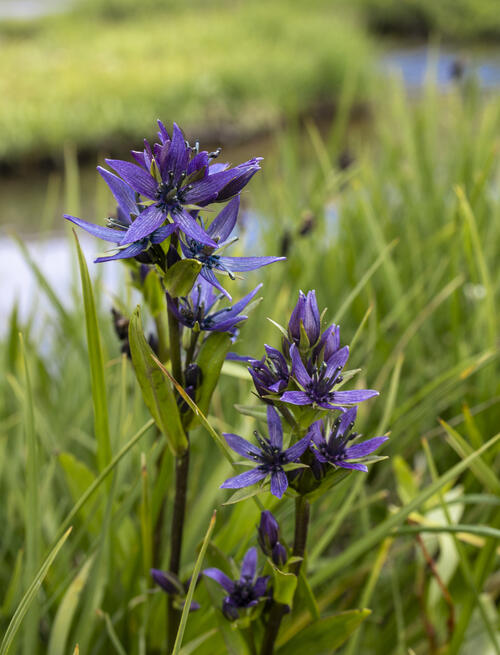 New Wildflower