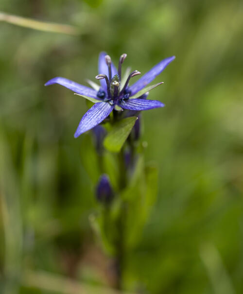 Single Star Gentian