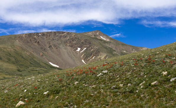 Paintbrush on the Hillside