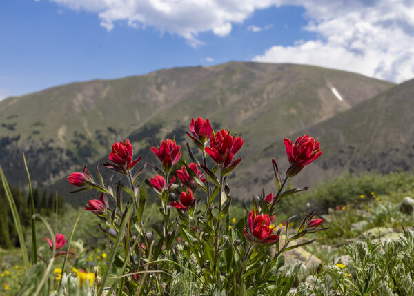 Ruby Gulch