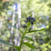 Budding Virginia Bluebells