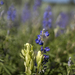 Lupine and Paintbrush