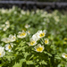 Dense Globeflowers