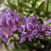 Alpine Clover
