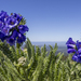 Sticky Polemonium