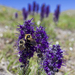 Pair of Bumblebees 