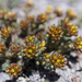 Spearleaf Stonecrop