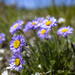 Wandering Fleabane