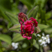 Red Paintbrush
