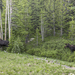 Two Moose
