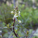 Leafy Lousewort