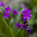 Parry's Primrose
