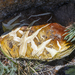 Big Mushroom